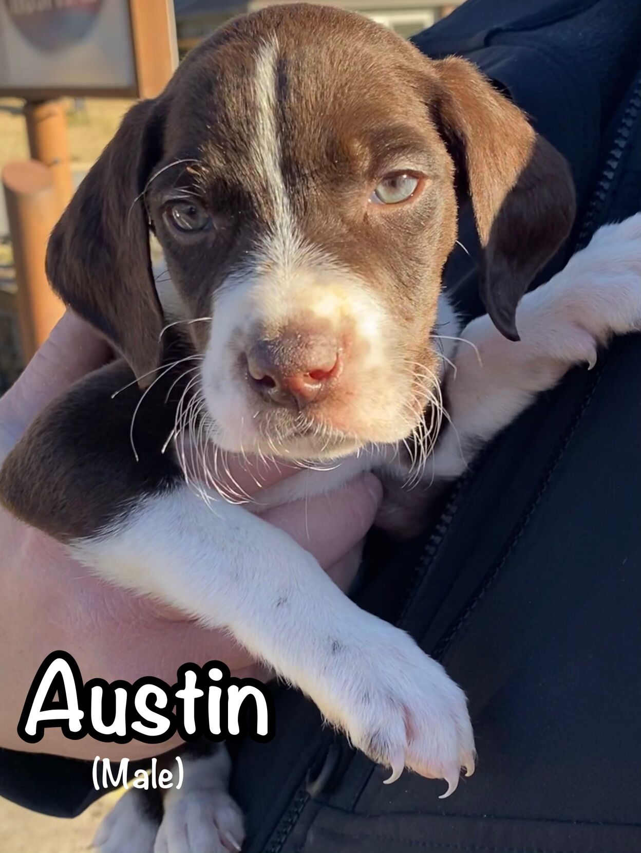 Austin